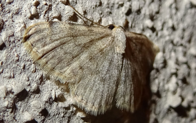 Scopula alba - Geometridae